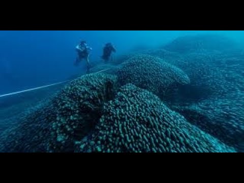 "World’s Largest Coral Reef Discovered in the Solomon Islands | Pacific Ocean Discovery 2024"