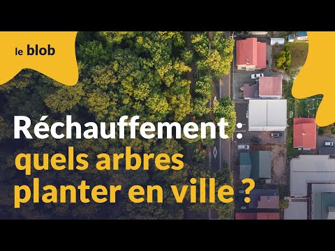 Une forêt urbaine expérimentale à Bordeaux pour guider les futures plantations d'arbres | Reportage