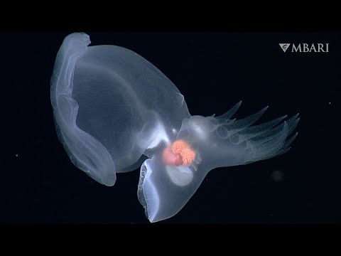 MBARI researchers discover remarkable new swimming sea slug in the deep sea