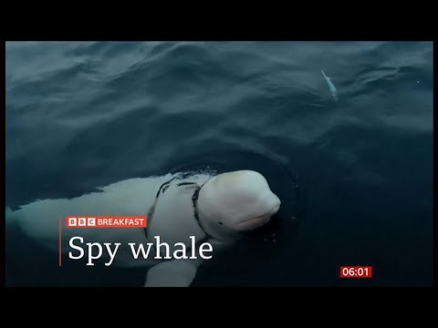 Runaway 'spy whale' fled Russian military training says marine scientist (Russia) 13/Nov/2024