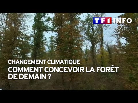 Changement climatique : comment concevoir la forêt de demain ?