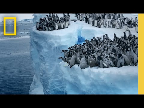 Άγρια Ζωή: Οι Κορυφαίες Εικόνες της National Geographic