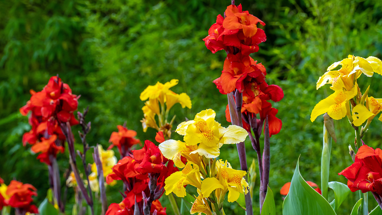 Κόκκινα και κίτρινα Canna Lilies