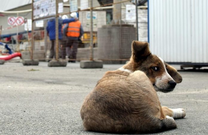 Οι Αναδιαμορφωμένοι Σκύλοι του Τσέρνομπιλ: Οι X-Dogs