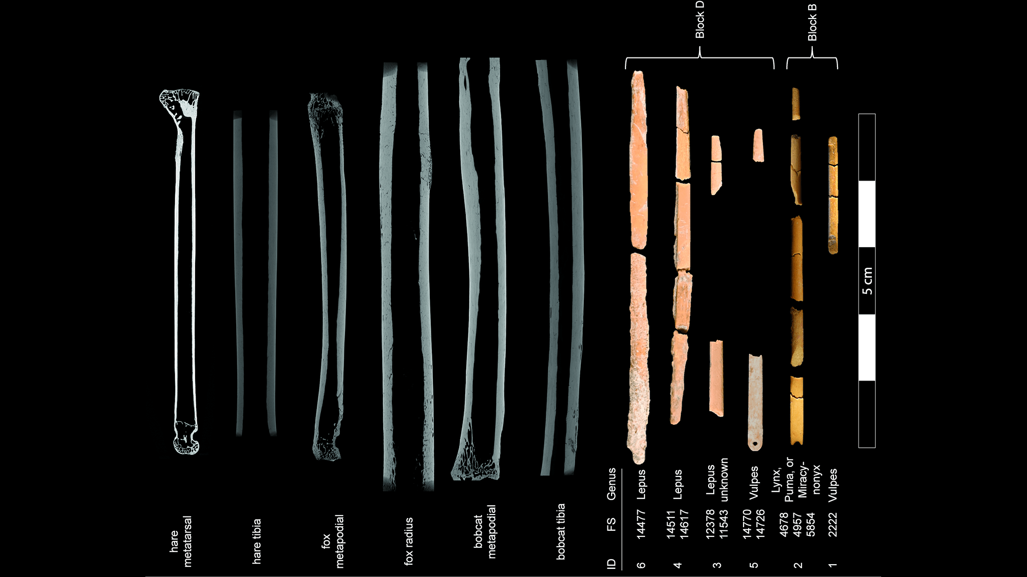 Top 10 Archeological Discoveries of 2024 - TechFreak.GR