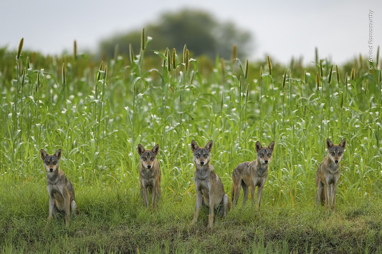 Members of an Indian wolf pack pause briefly as they play in fields in Bhigwan, India. 