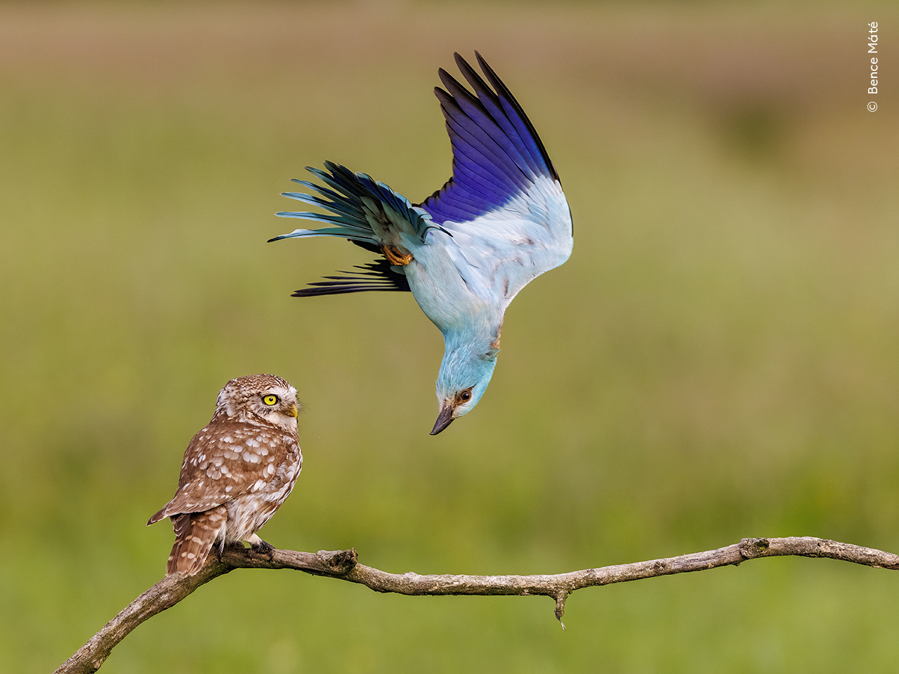 A European roller defends its territory from a bemused-looking little owl in Kiskunság National Park, Hungary. 