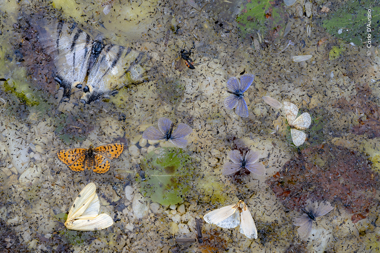 A collage of dead butterflies and moths trapped by the surface tension of the water floats in a stream in Italy.