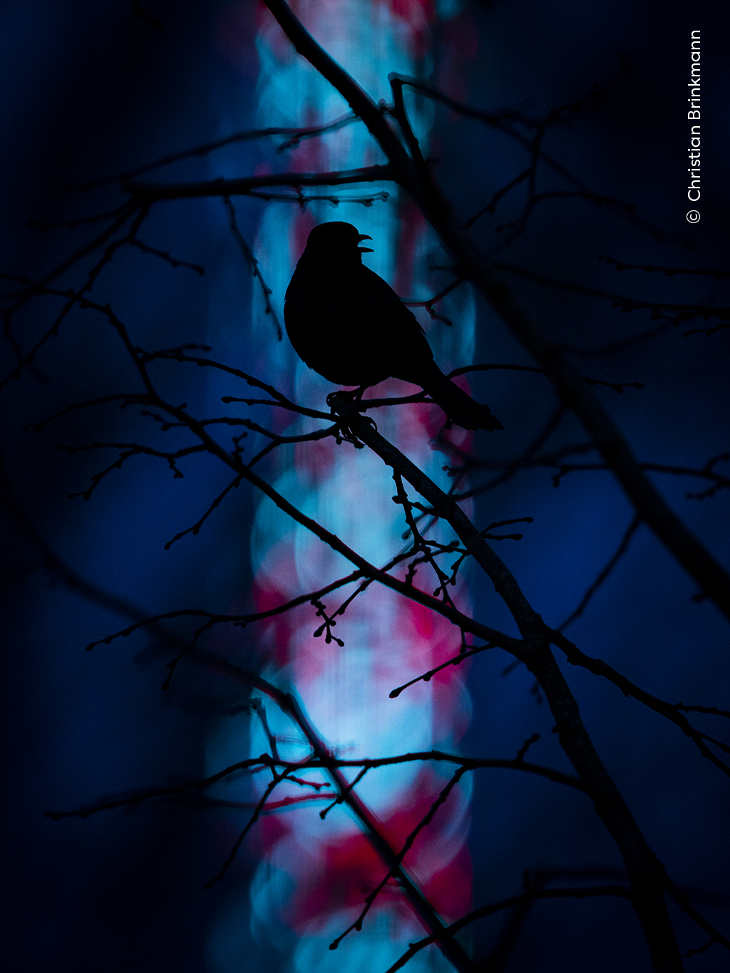 A singing Eurasian songbird is silhouetted against a backdrop of colourful fairground lights in Münster, Germany. 