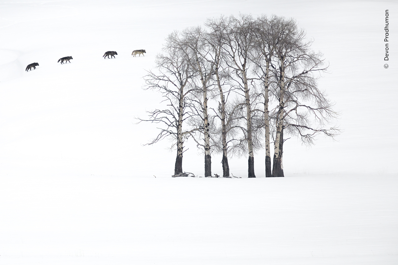 Four grey wolves cross a minimalist landscape of naked aspens and snow in Yellowstone National Park, USA.