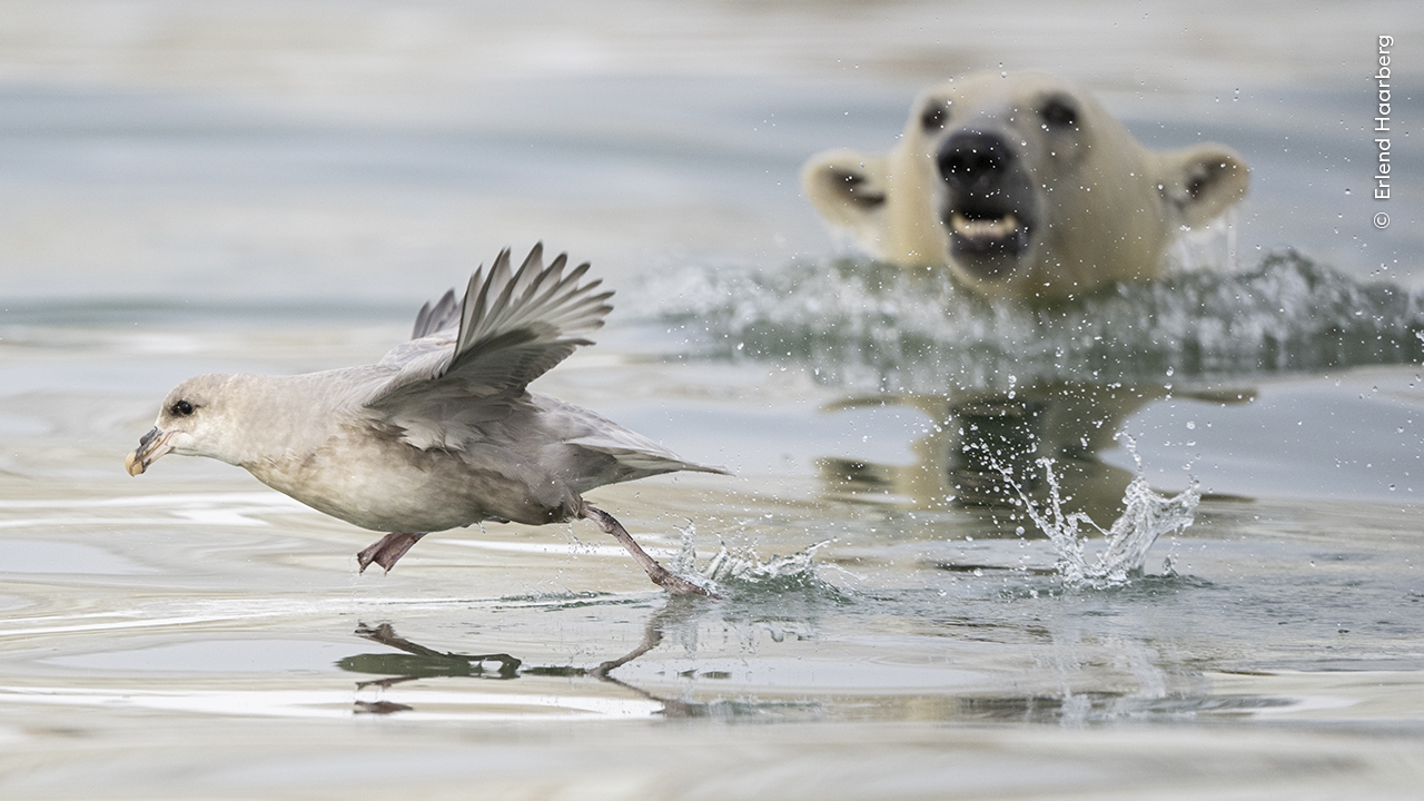 A polar bear cub attempts an underwater surprise attack on a northern fulmar.