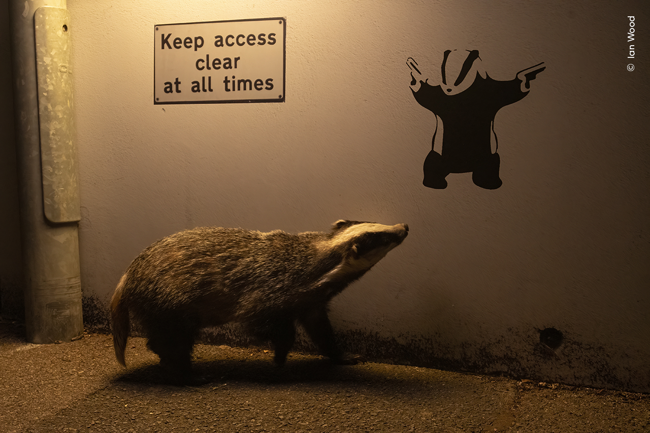 An ambling Eurasian badger appears to glance up at badger graffiti on a quiet road in St Leonards-on-Sea, England, UK