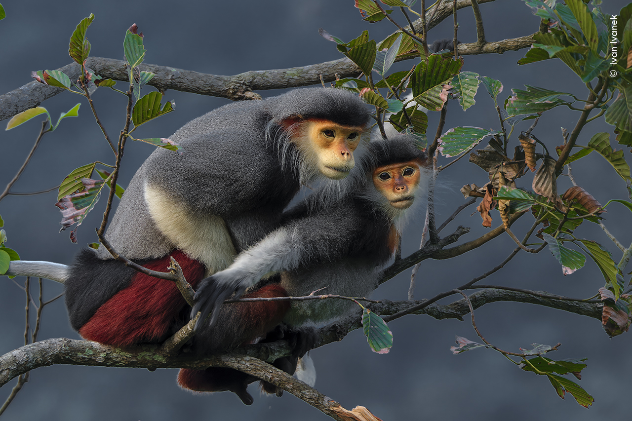 A striking pair of red-shanked douc langurs are seen mating in the forests of the Sơn Trà peninsula in Vietnam.