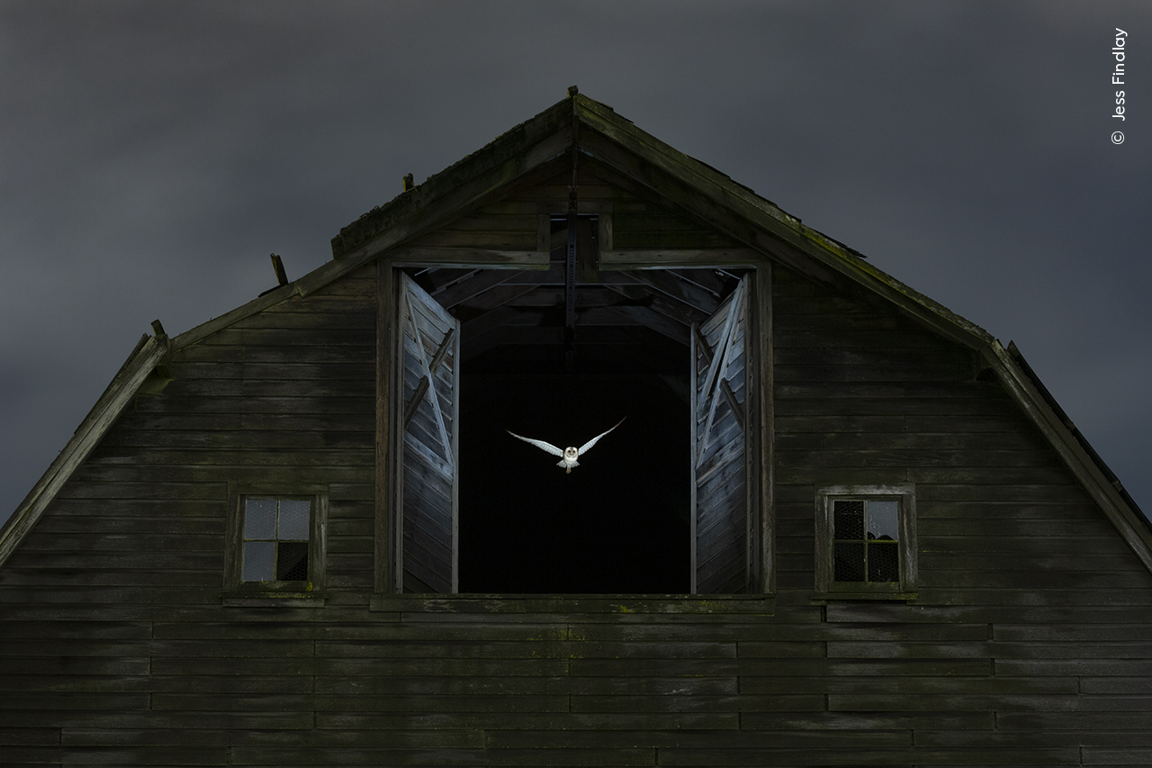 A ghostly barn owl exits the hayloft window of a derelict barn to hunt in fields outside Vancouver, Canada. 