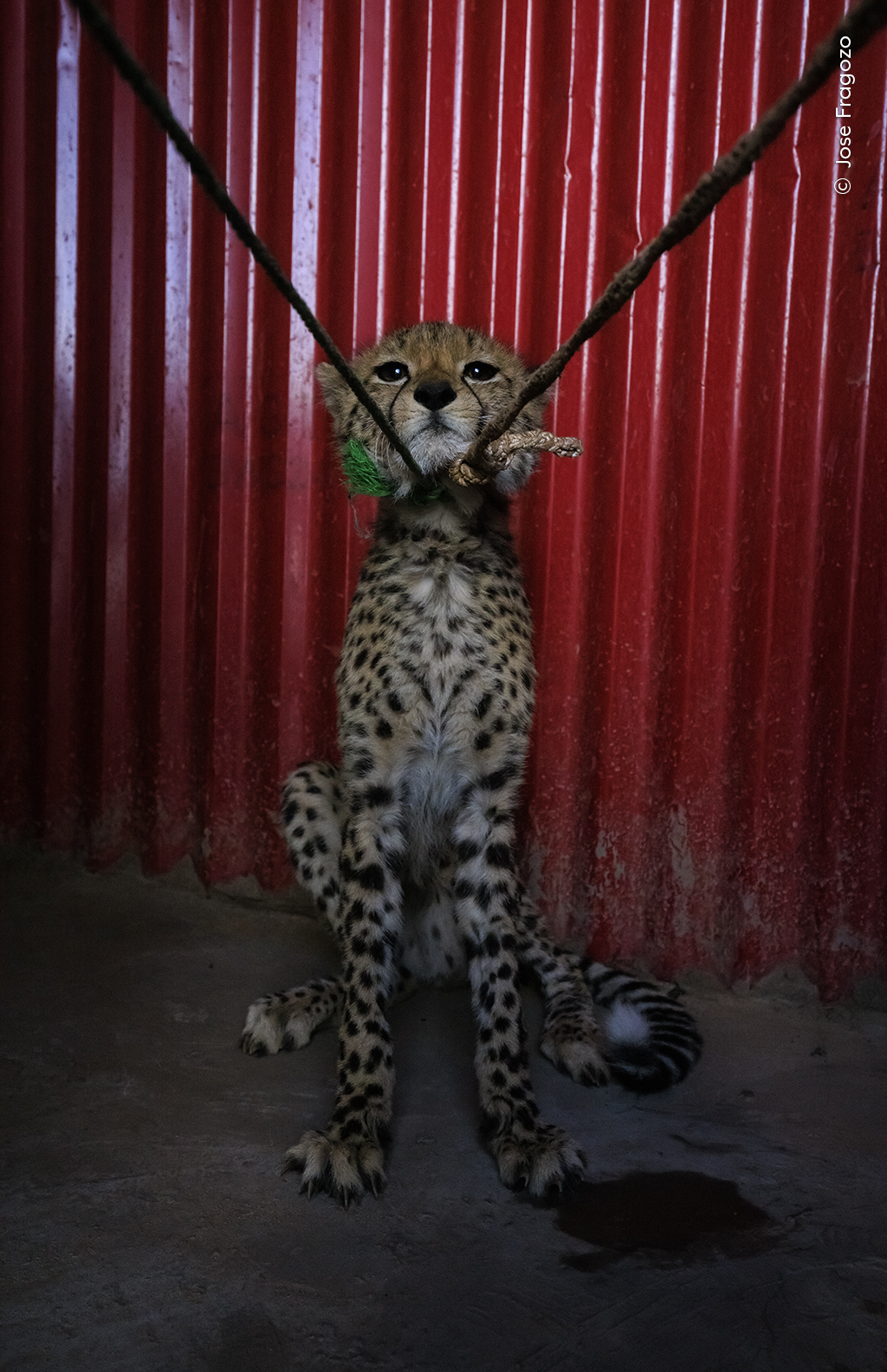 A young cheetah cub hisses while waiting to be sold in Ethiopia. 