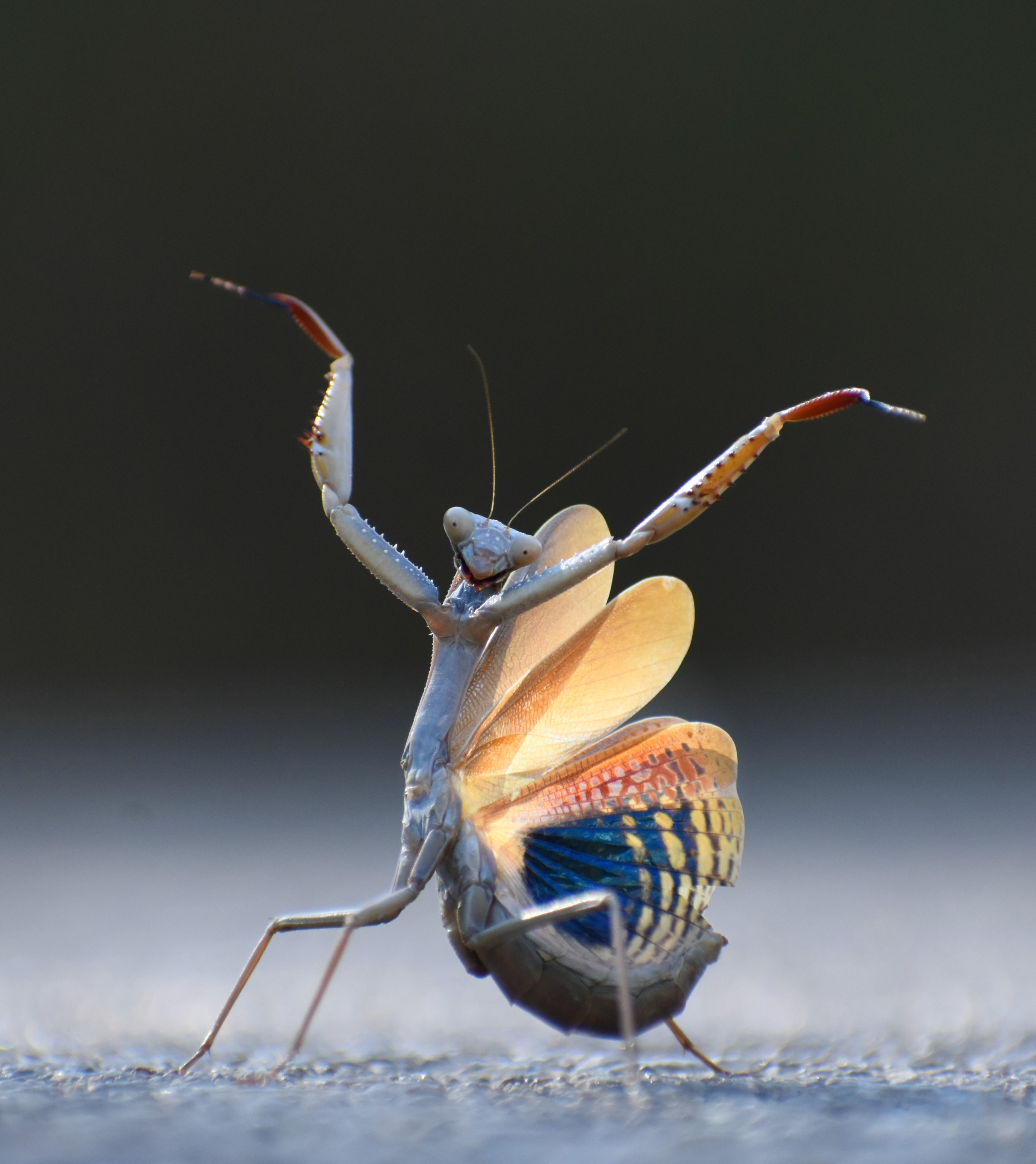 Mantis mediterranea (Iris oratoria) στο έδαφος, τα μπροστινά πόδια στον αέρα