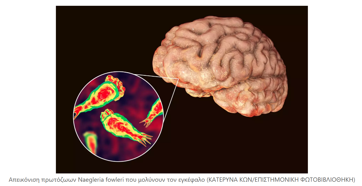 Προσομοίωση-σοκ δείχνει τι συμβαίνει όταν ένα εγκεφαλοφαγο παράσιτο εισέρχεται στον ανθρώπινο οργανισμό