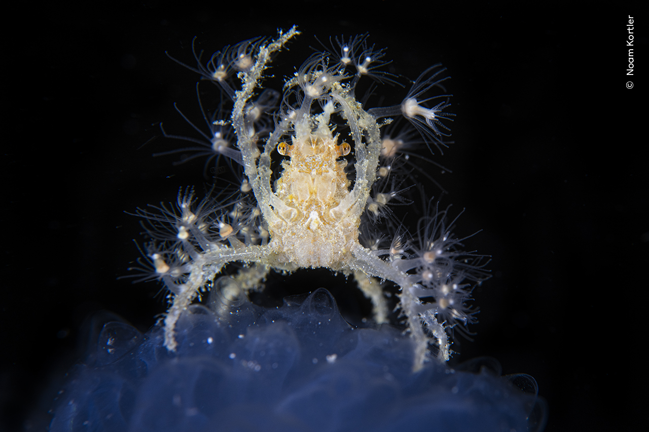 Hydroid Decorated Crab (Hyastenus bipinosus). This decorated crab takes it to the next level as he takes and grows on his body Tubularia which is a species of life Hydroids (living animal as itself) to try to look like it hydroids are known as very stinging to other animals, so they have great protection from potential predators. 