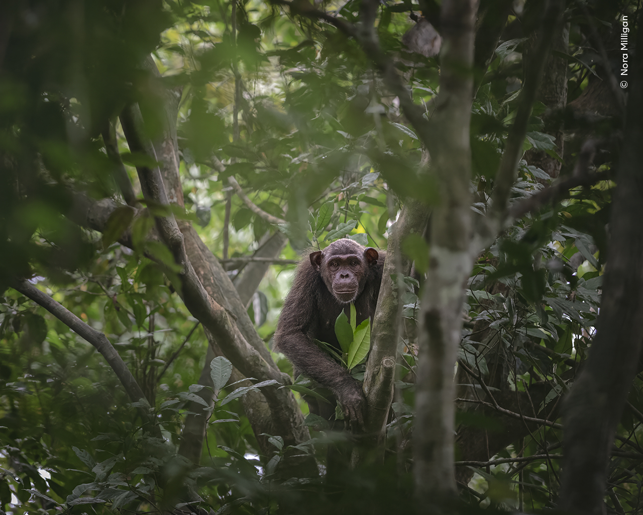 A chimpanzee pauses and looks down as its family moves across the forest floor of Loango National Park, Gabon.