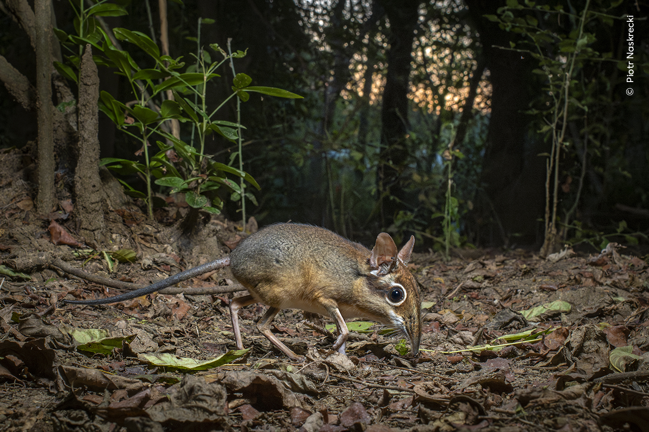 A rarely seen four-toed sengi forages for food among the leaf litter in Mozambique.