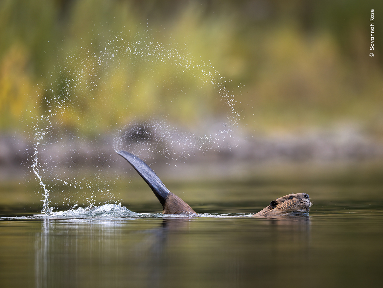 A beaver cocks its tail before slapping it down on the water to alert its family to a newcomer. 