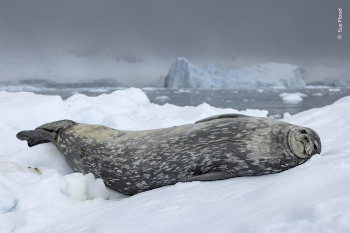 25 enchanting images from the Wildlife Photographer of the Year People's Choice awards