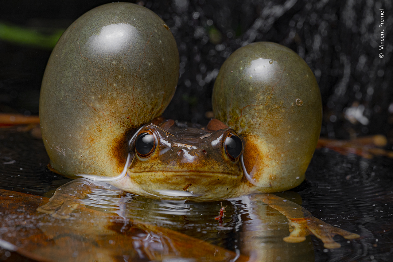 A Surinam golden-eyed tree frog puffs out its cheeks as it prepares to call for a mate. 