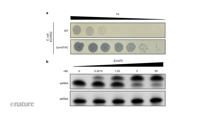 Τροποποίηση RNA προστατεύει βακτήρια από ιογενείς λοιμώξεις