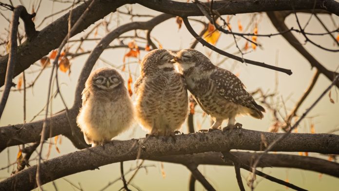 Ανακοινώθηκαν οι νικητές των Nikon Comedy Wildlife Awards 2024 – εδώ είναι οι ξεκαρδιστικές νικητήριες εικόνες