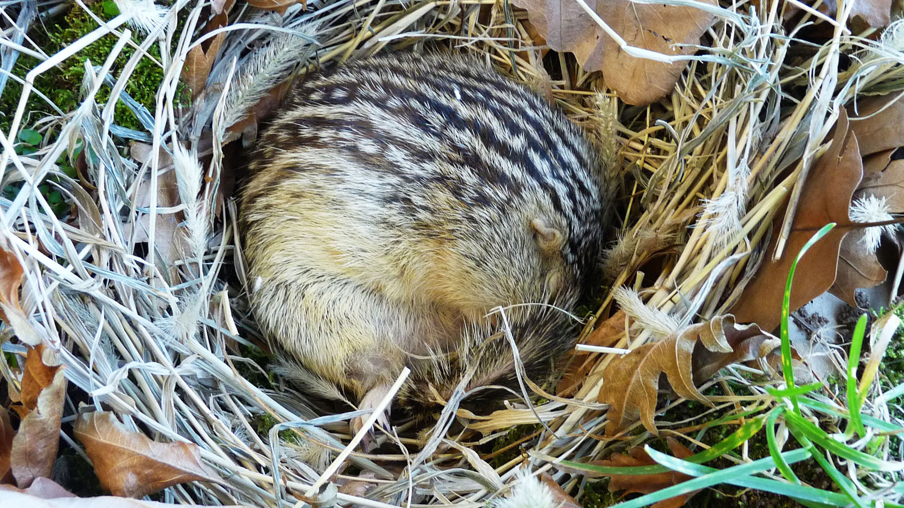 Hibernation scientists studying squirrels could get humans to deep space