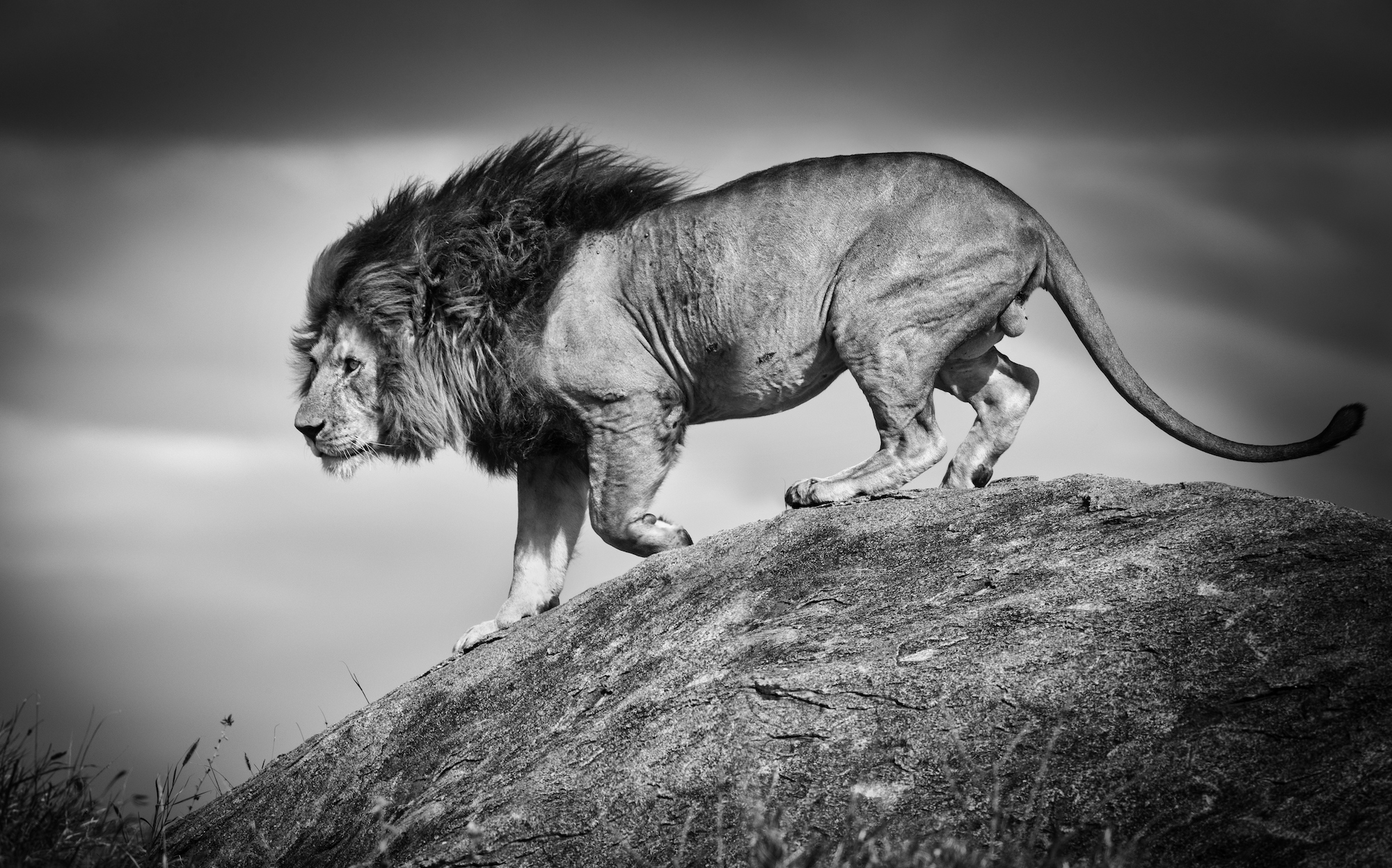 Enthralling Wildlife Photos Advocate Conservation - TechFreak.GR