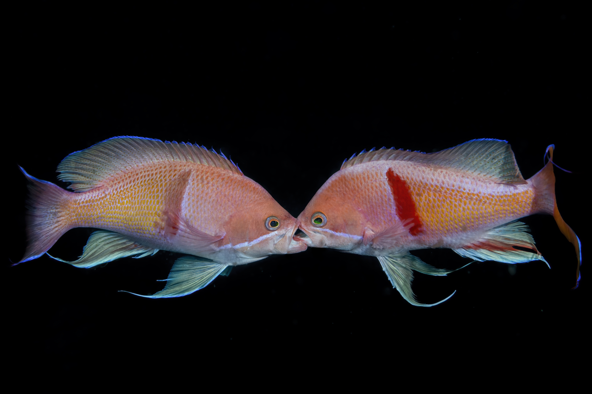 15 breathtaking underwater wildlife images - TechFreak.GR