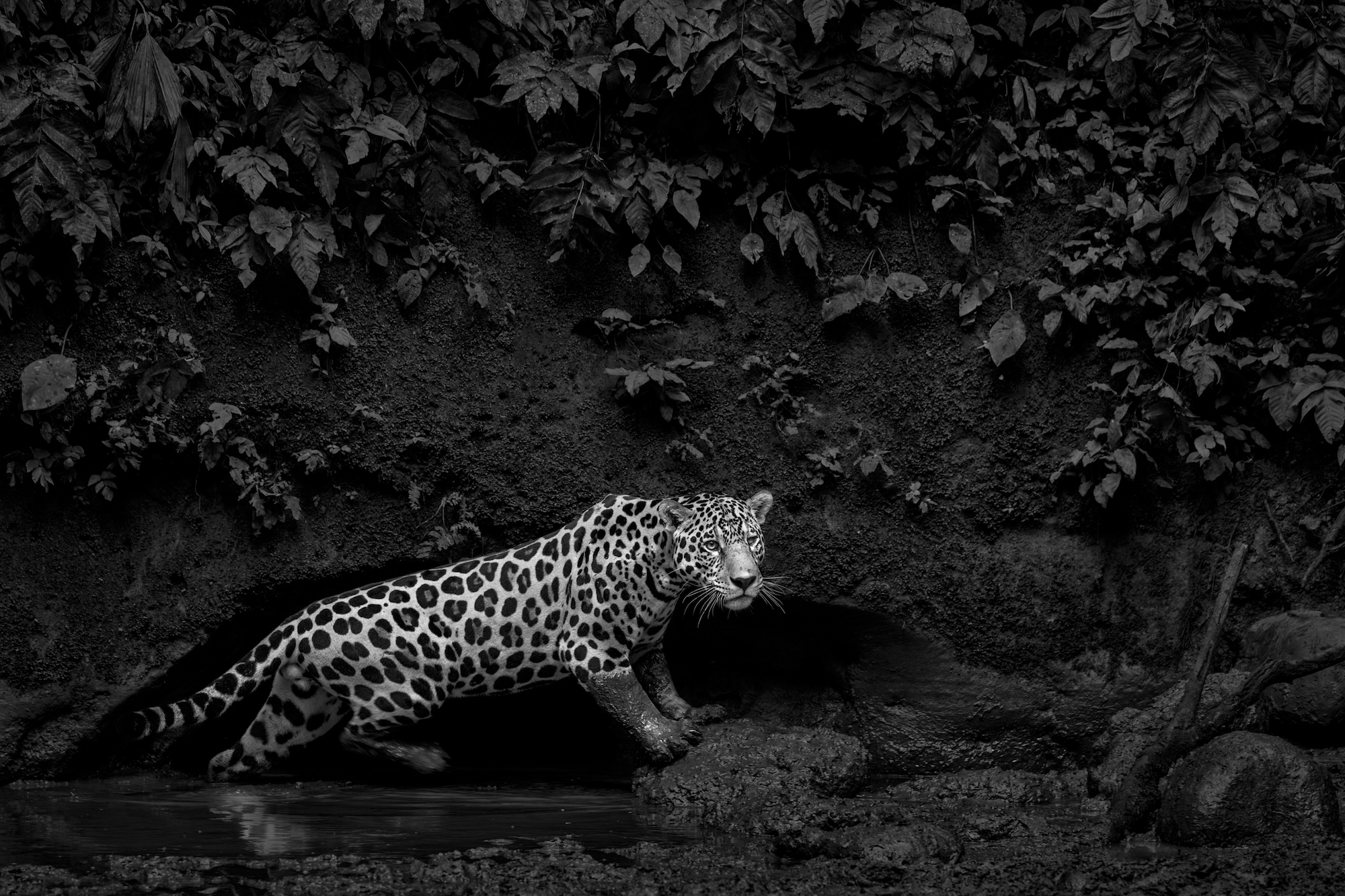 Enthralling Wildlife Photos Advocate Conservation - TechFreak.GR