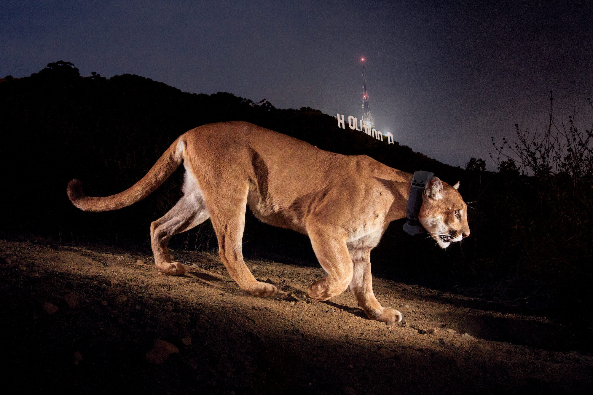 Enthralling Wildlife Photos Advocate Conservation - TechFreak.GR