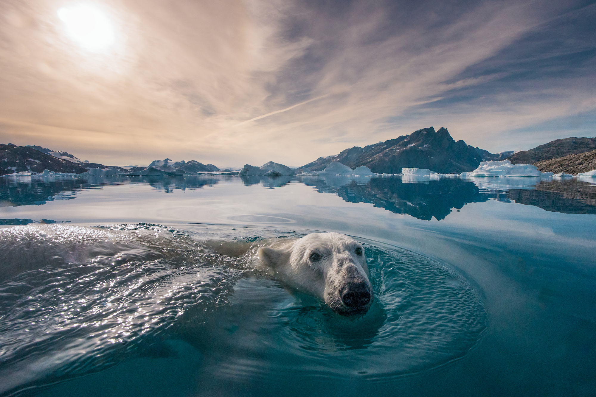 Enthralling Wildlife Photos Advocate Conservation - TechFreak.GR