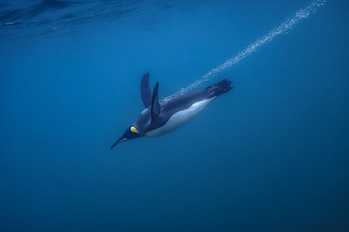 15 breathtaking underwater wildlife images - TechFreak.GR