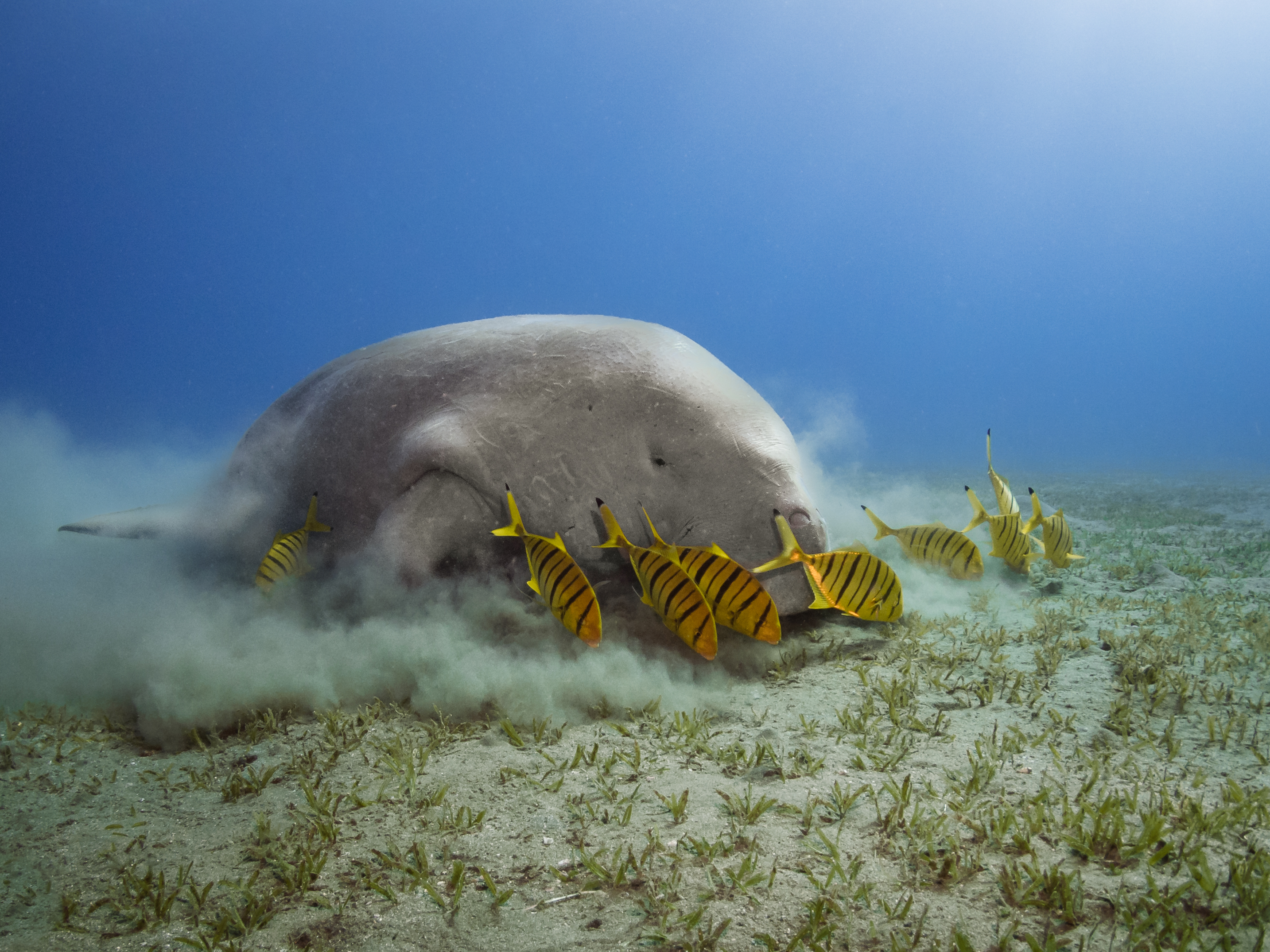 15 breathtaking underwater wildlife images - TechFreak.GR