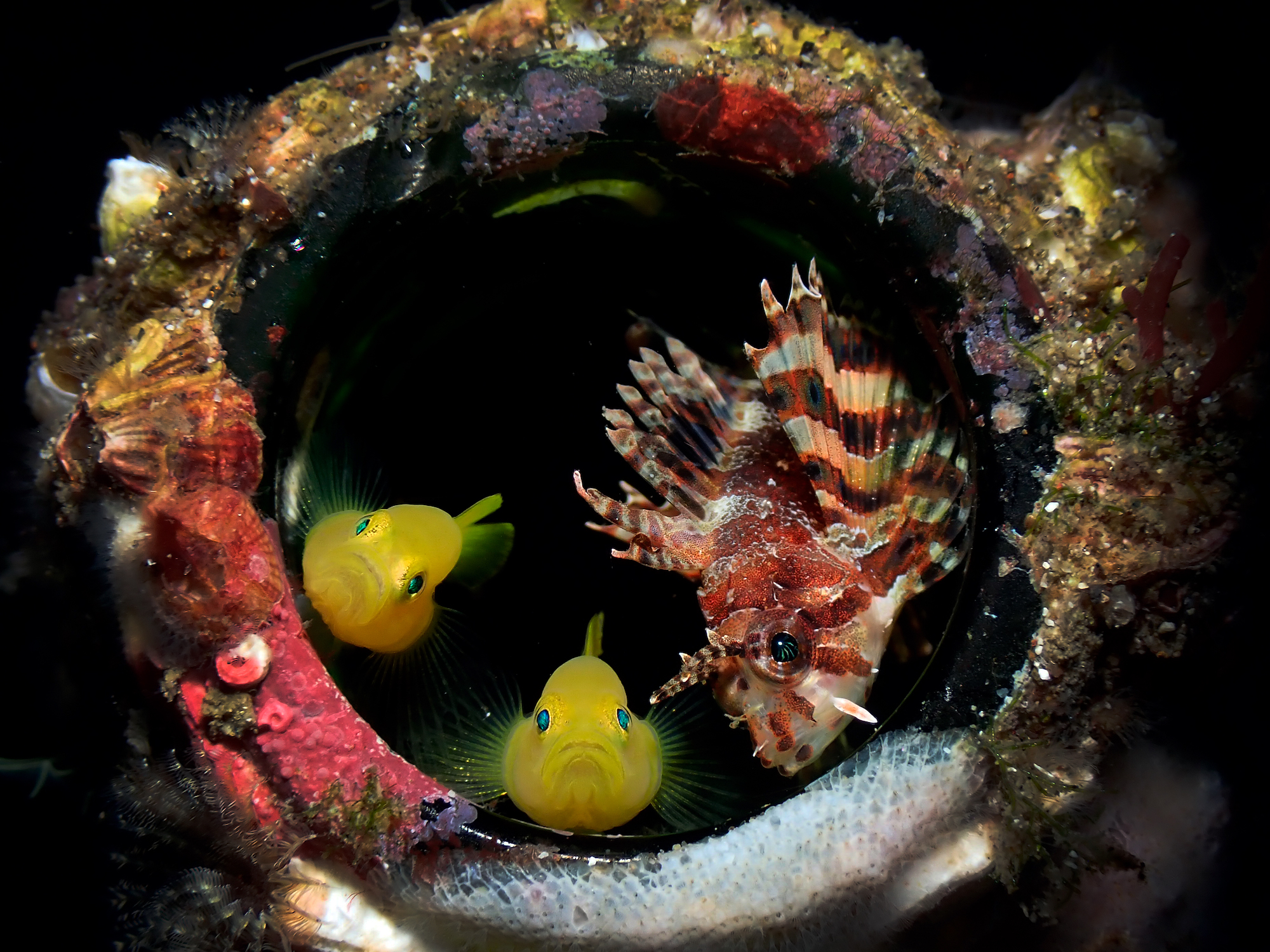 15 breathtaking underwater wildlife images - TechFreak.GR