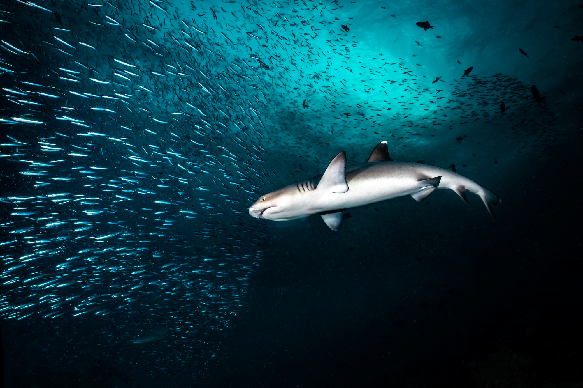 15 breathtaking underwater wildlife images - TechFreak.GR