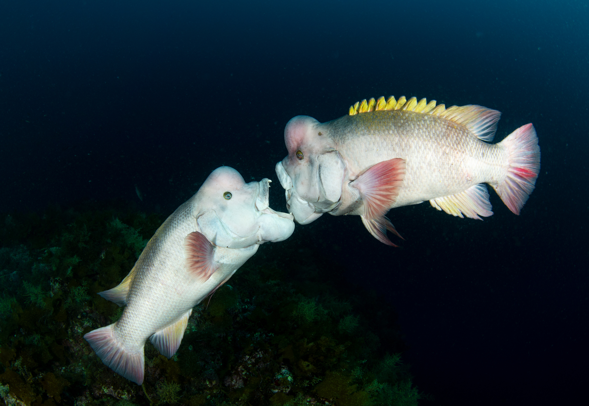 15 breathtaking underwater wildlife images - TechFreak.GR