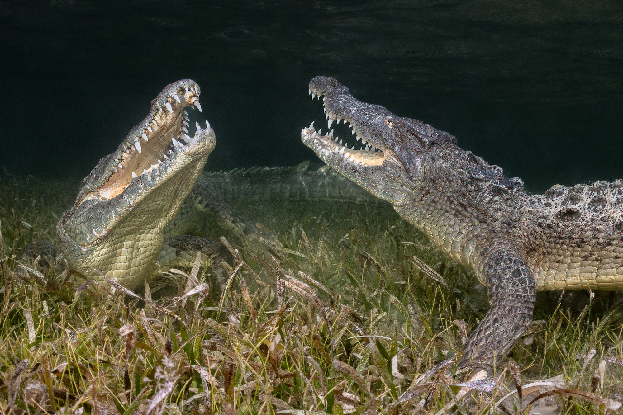 15 breathtaking underwater wildlife images - TechFreak.GR